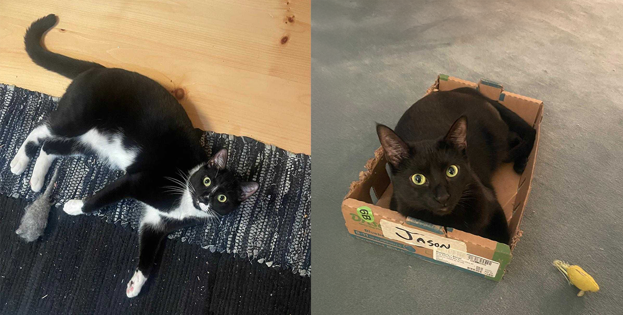 Our senior developers